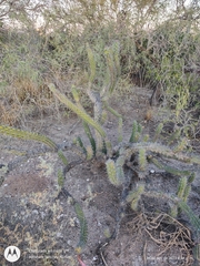 Stenocereus gummosus