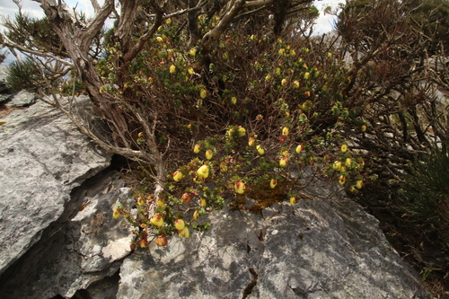 Image of Darwinia collina by (c) Em Lamond, some rights reserved (CC BY)