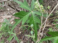 Jatropha cathartica