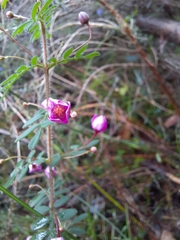 Boronia gracilipes