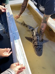 Triakis semifasciata