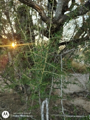 Atamisquea emarginata