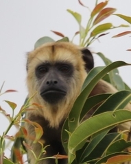 Alouatta caraya