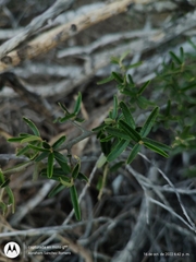 Atamisquea emarginata