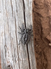 Phidippus asotus