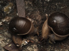 Megaustenia imperator