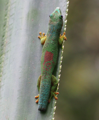 Striped Day Gecko