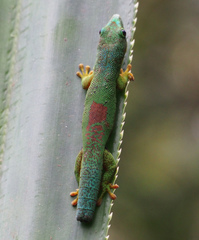 Phelsuma lineata