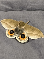 Automeris naranja