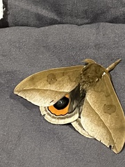 Automeris naranja