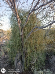 Phoradendron californicum
