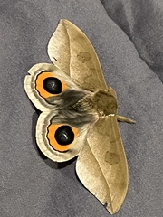 Automeris naranja