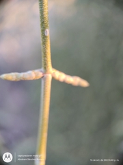 Phoradendron californicum