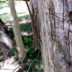 Anolis nebulosus