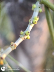 Phoradendron californicum