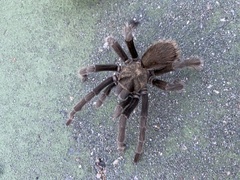 Aphonopelma johnnycashi