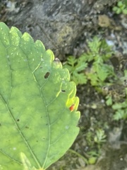 Sphaeroderma testaceum