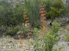 Penstemon havardii