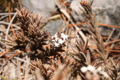 Leucopogon gnaphalioides