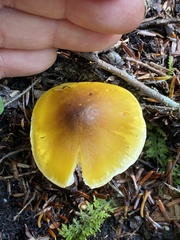 Tricholoma