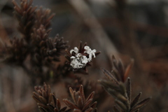 Leucopogon gnaphalioides