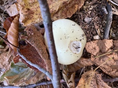 Amanita lavendula