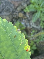 Sphaeroderma testaceum