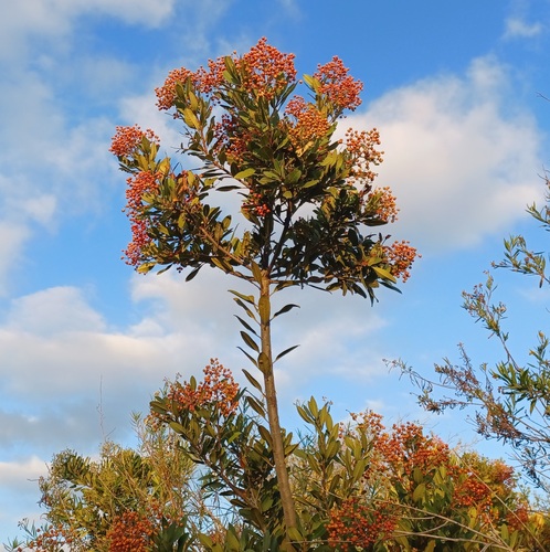iNaturalist observation photo of Toyon