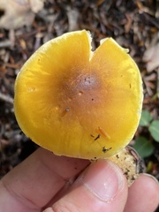 Tricholoma