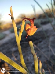Euphorbia lomelii