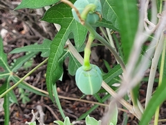 Jatropha cathartica