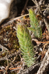 Leucopogon gnaphalioides