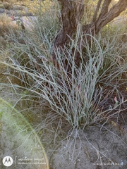 Euphorbia lomelii