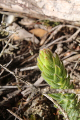 Leucopogon gnaphalioides