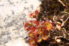 Drosera monticola