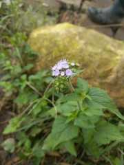 Ageratum houstonianum