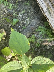 Sphaeroderma testaceum