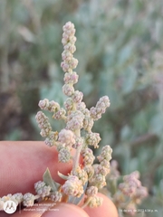 Atriplex barclayana