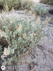 Atriplex barclayana