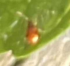 Sphaeroderma testaceum