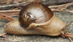 Megaustenia imperator