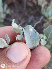 Atriplex barclayana