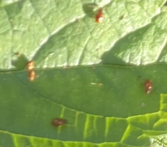 Sphaeroderma testaceum