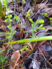 Dielsiodoxa lycopodioides