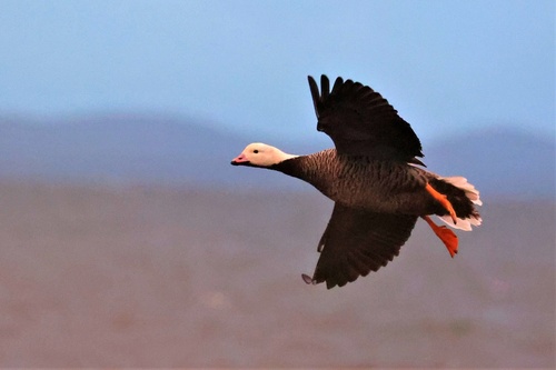 Emperor Goose, photo 2 of 10