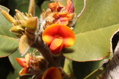 Gastrolobium leakeanum