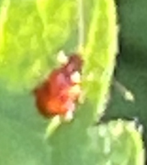 Sphaeroderma testaceum