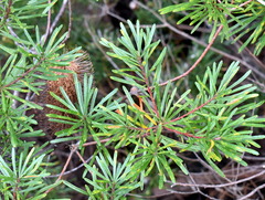 Banksia cunninghamii