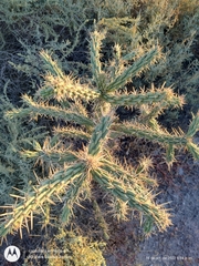 Cylindropuntia cholla