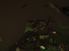 Lithobates vaillanti